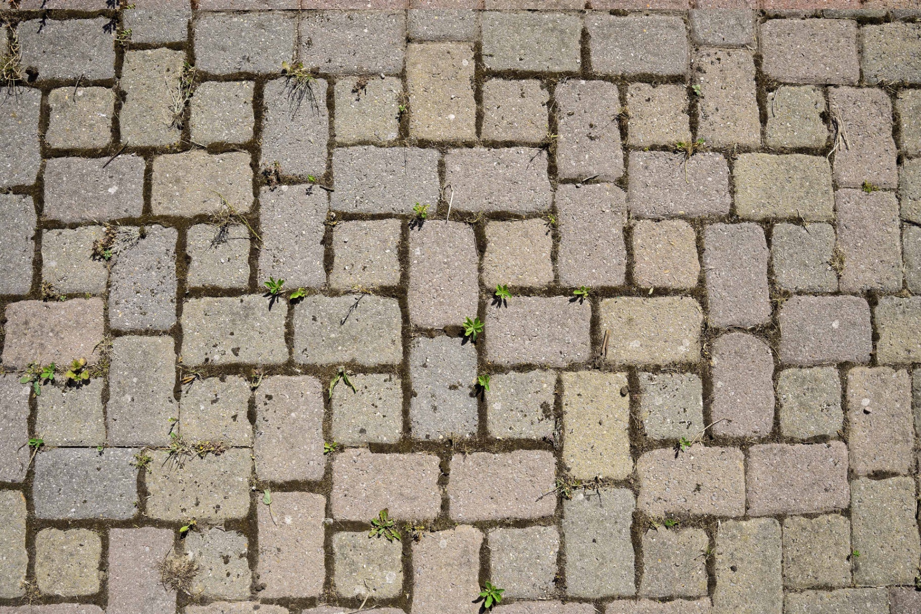 Block paving driveway before cleaning, covered in moss and dirt